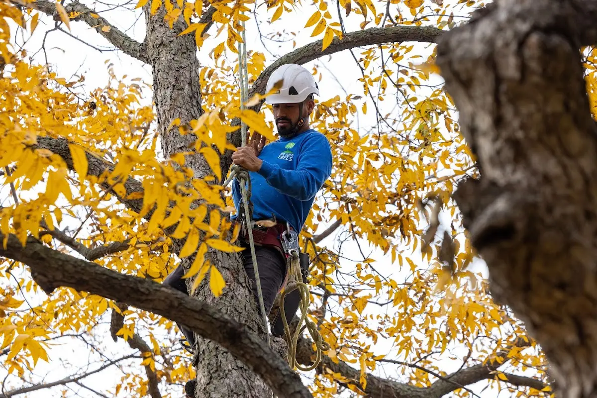 Skilled Tree Transplanting crew working in Kremlin